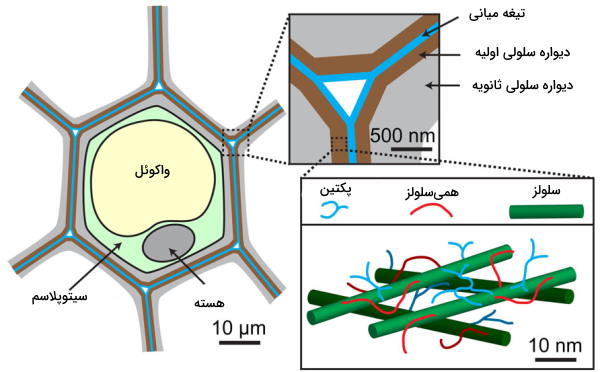 نقش پکتین در دیواره سلولی
