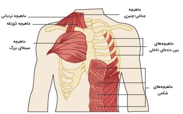 ماهیچه های کمکی 