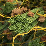 پکتین چیست؟ – به زبان ساده + ساختار و وظیفه