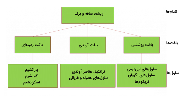 یاخته گیاهی