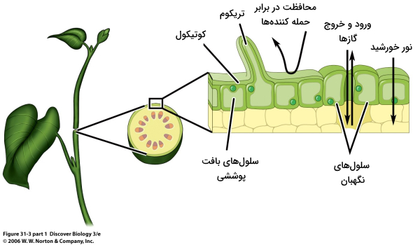 یاخته گیاهی