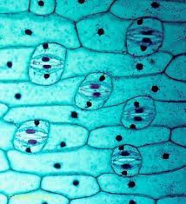 تصویر میکروسکوپی از یاخته گیاهی