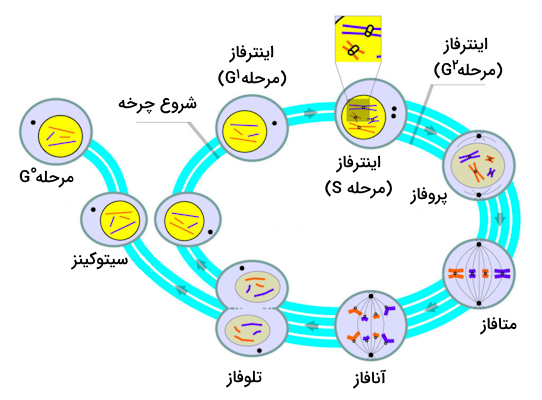 چرخه سلولی و تقسیم سلولی یوکاریوت ها - تقسیم یاخته چیست