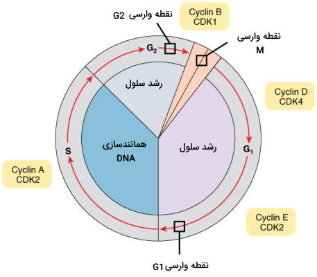 نقاط وارسی چرخه سلولی 