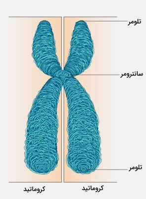 کروموزوم اینترفازی