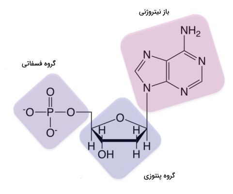 ساختار اسید نوکلئیک