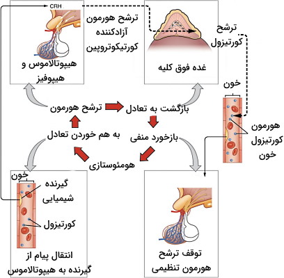 مکانیسم بازخورد در تنظیم شیمیایی