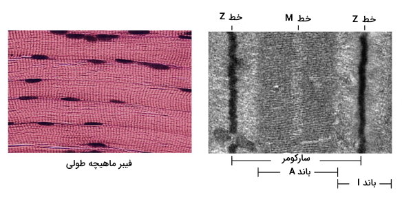 ماهیچه اسکلتی زیر میکروسکوپ 