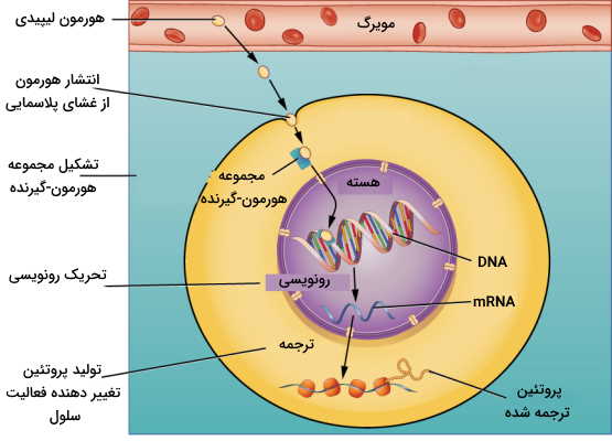 گیرنده درون سلولی 