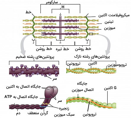 اکتین و میوزین ماهیچه اسکلتی