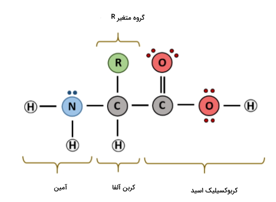ساختار آمینو اسید
