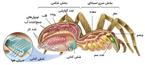 شش کتابی