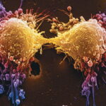 تقسیم یاخته چیست؟ – به زبان ساده + مراحل و انواع