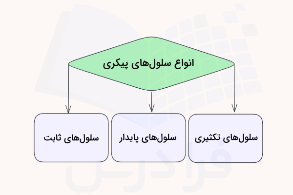 انواع سلول های پیکری که بر اساس چرخه سلولی متفاوت گروه بندی شده اند.