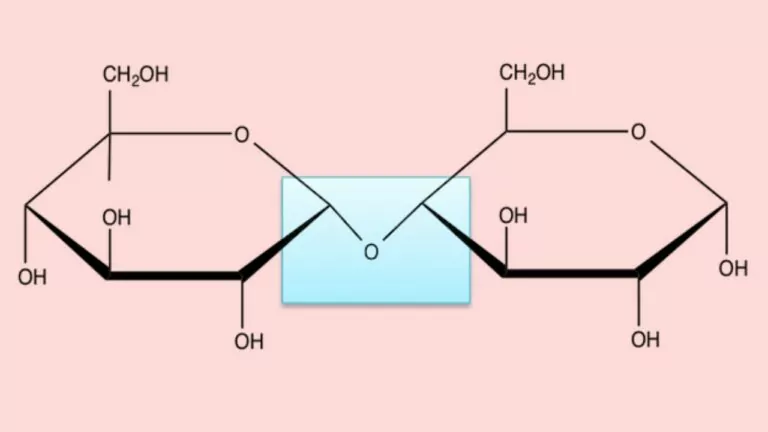 پیوند گلیکوزیدی چیست؟ – به زبان ساده + انواع