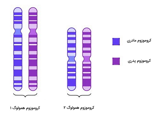 کروموزوم همولوگ