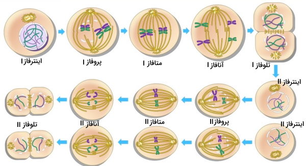 تقسیم میوز 