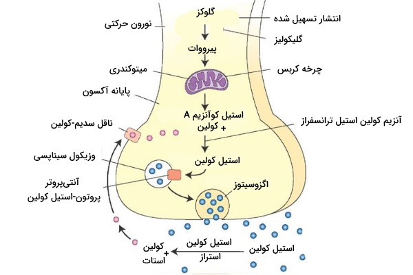 تحریک ماهیچه اسکلتی