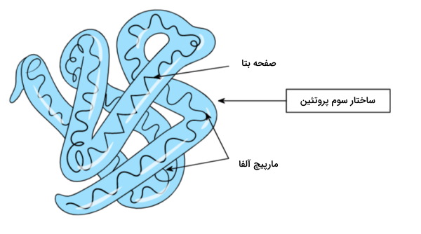 ساختار سوم پروتئین