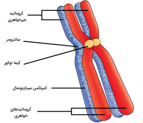 تترادهای تقسیم یاخته ای