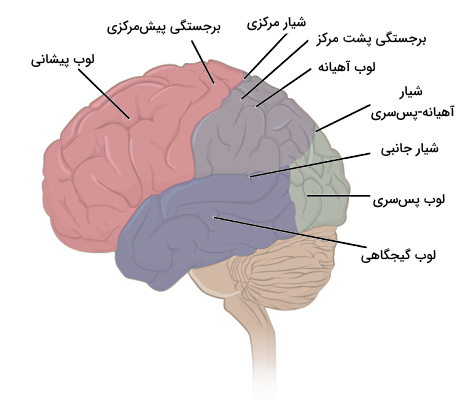 ساختار مخ در سیستم عصبی مرکزی 