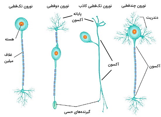 انواع نورون 