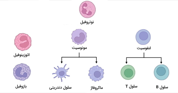 تفاوت سلول ایمنی دفاع اختصاصی و غیر اختصاصی 