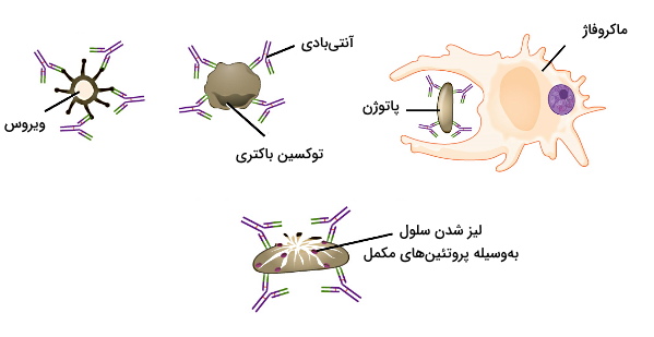 نقش آنتی بادی در دفاع اختصاصی 