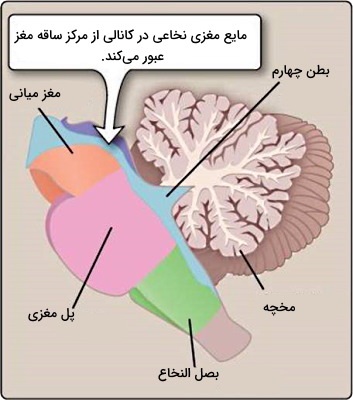 ساختار ساقه مغز