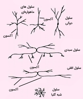 نورون های دستگاه عصبی مرکزی 