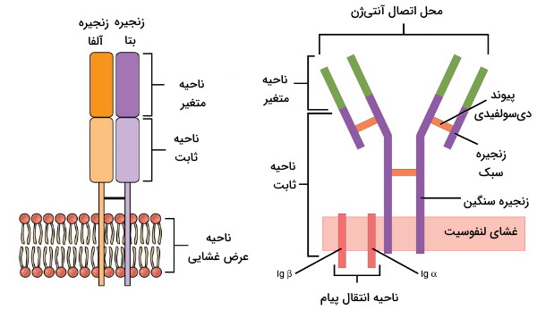 گیرنده لنفوسیت های دفاع اختصاصی 