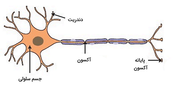 نورون عصبی 