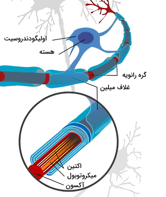 غلاف میلین در تار عصبی مرکزی 