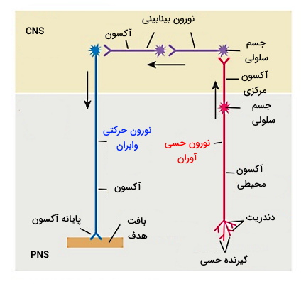 نورون های محیطی