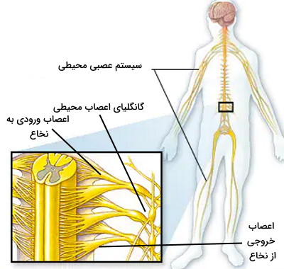 اجزای دستگاه عصبی محیطی