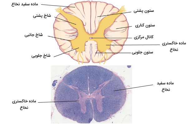 ساختار نخاع 