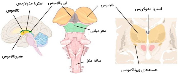 آناتومی دستگاه عصبی مرکزی 