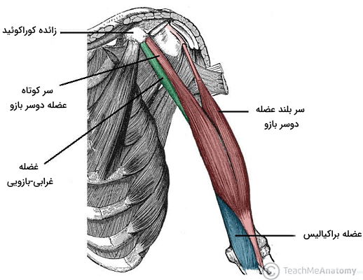 عضلات بازو 
