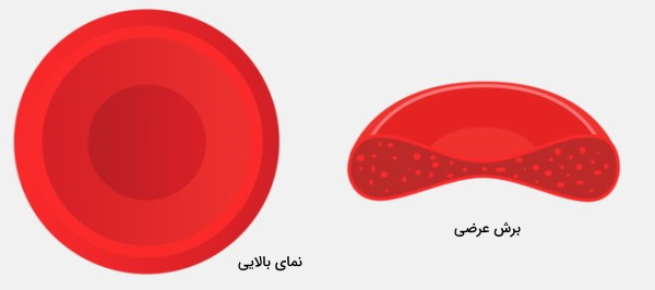 سلول های بافت خون 
