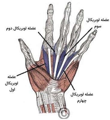 عضلات لوبریکال دست 