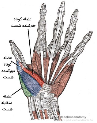 عضلات پشتی دست 