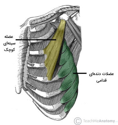 عضلات دنده ای قدامی 