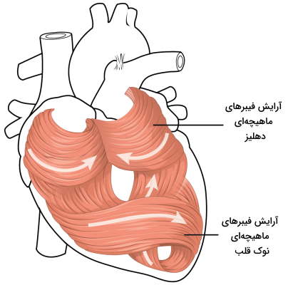 فیبر ماهیچه قلب 