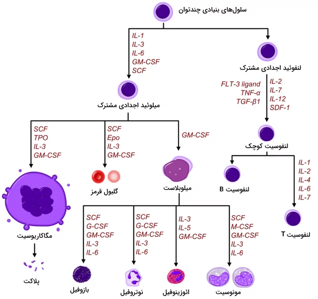 بافت خونساز