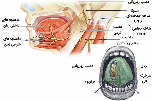 عصب زیر زبانی