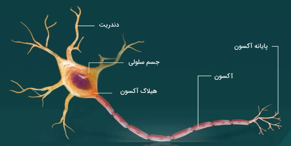 ساختار نورون 