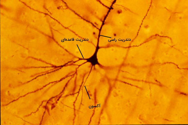 نورون های مخروطی 