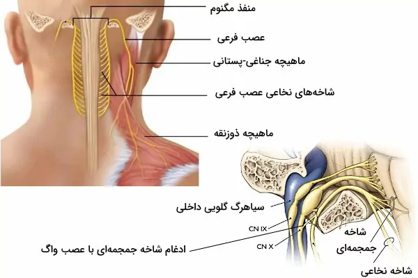 عصب فرعی