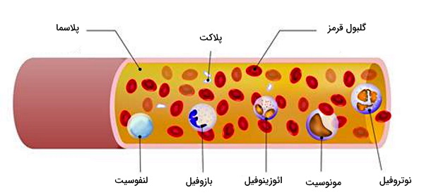 بافت شناسی خون 