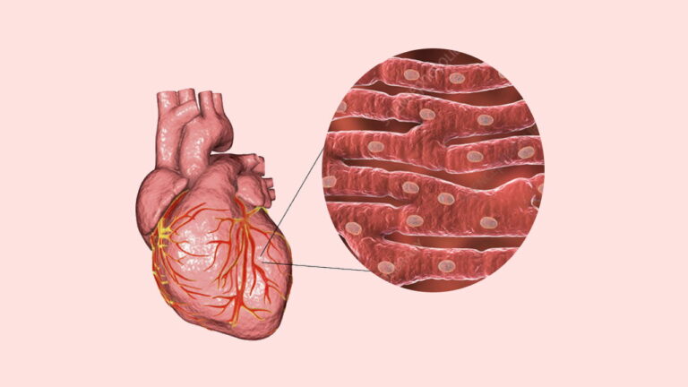 ماهیچه قلبی چیست؟ – به زبان ساده + تعریف و فیزیولوژی